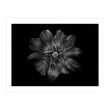 Backyard Flowers In Black And White 22 (Print Only) thumbnail