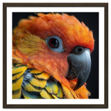 Close Up Of A Sun Conure Parrot's Head thumbnail