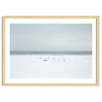 Seagulls in the Snow beach