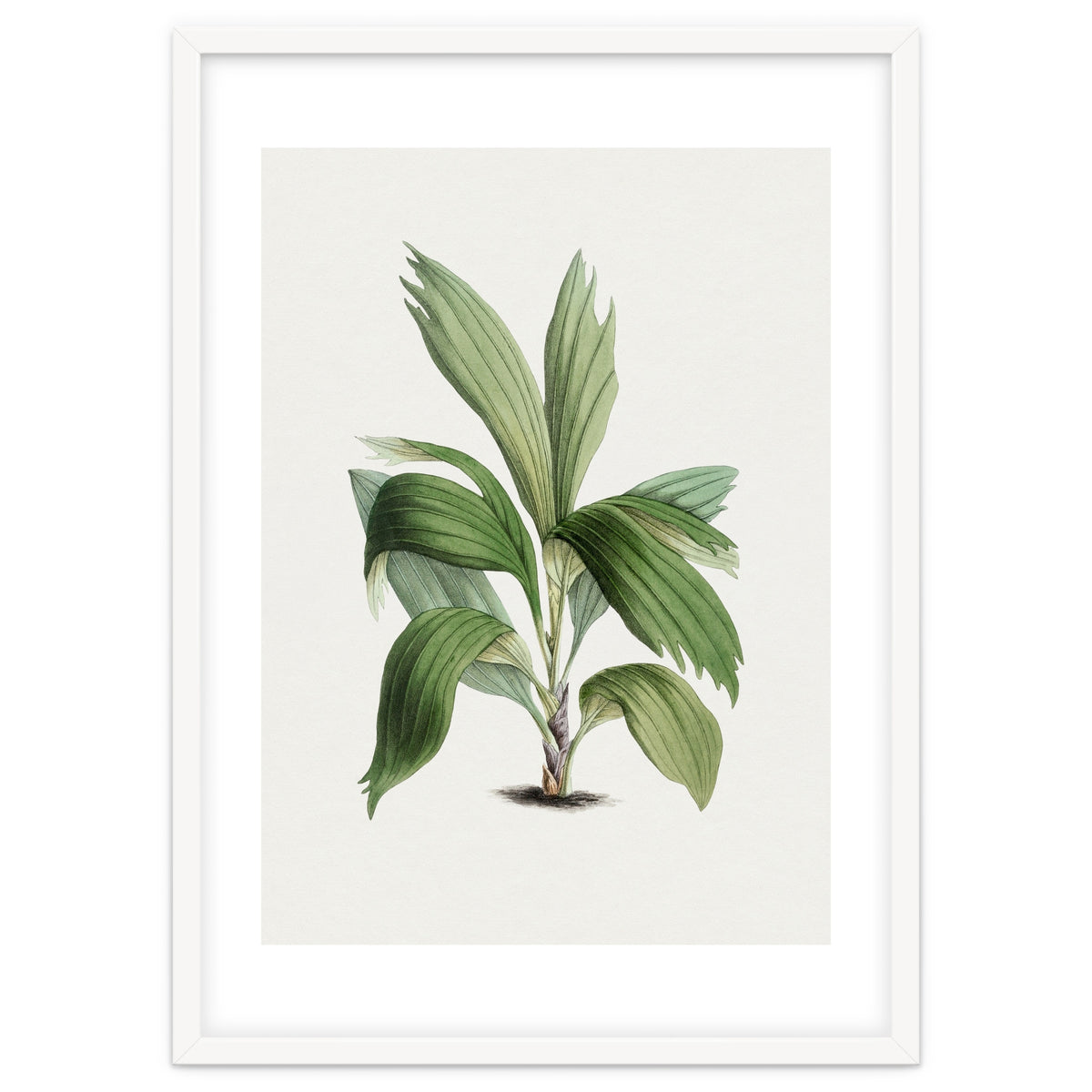 Areca Palm (Hand Drawn Botanical Illustration)