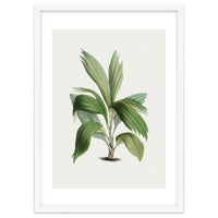 Areca Palm (Hand Drawn Botanical Illustration)