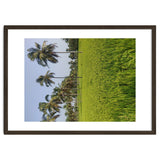 The Paddy Fields of Kerala, South India thumbnail