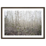 Lost in the birch forest thumbnail