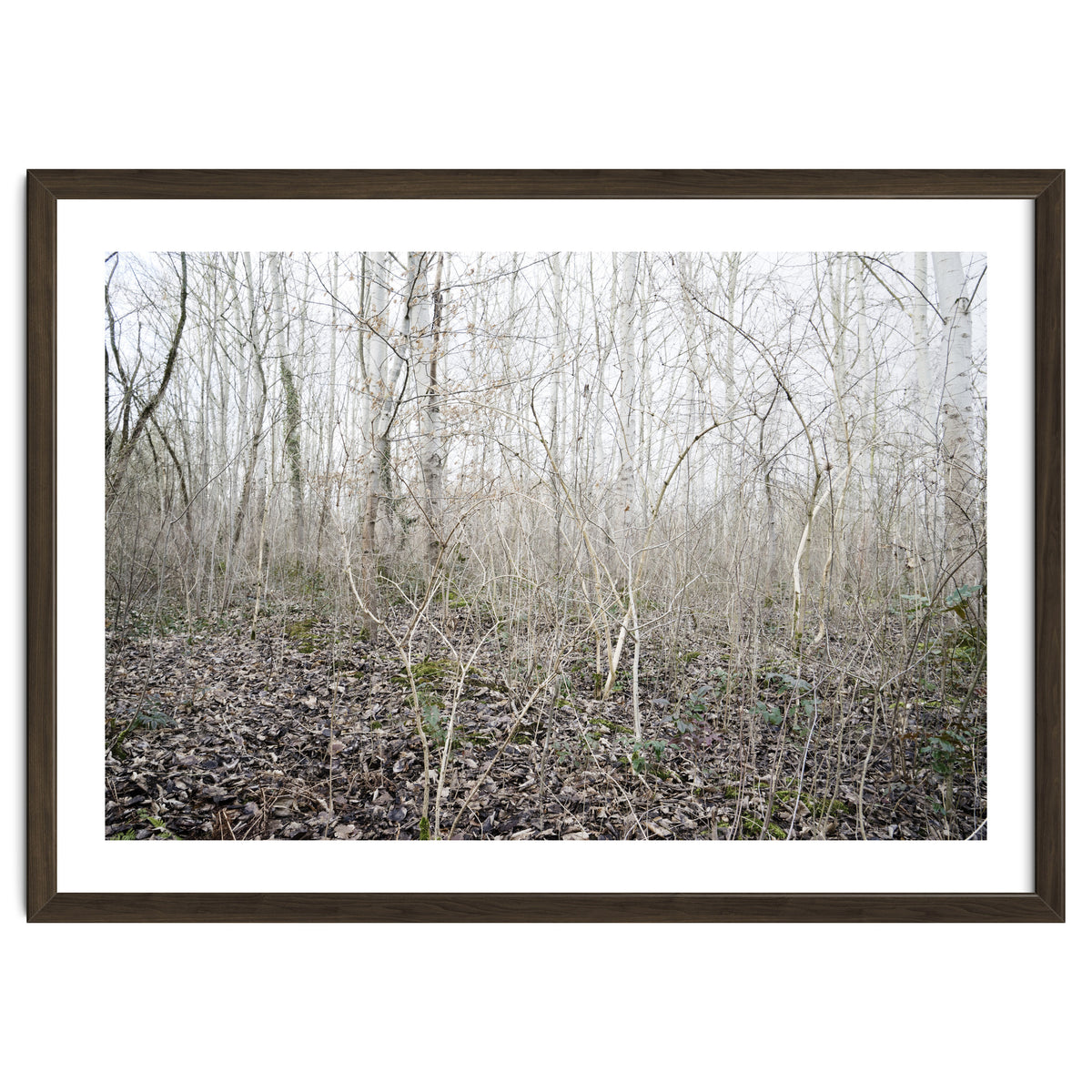 Lost in the birch forest