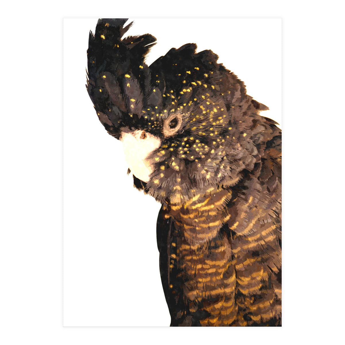 Black Cockatoo  (Print Only)