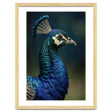 Peacock Portrait Photography thumbnail