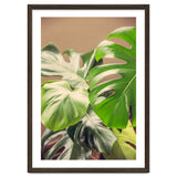 Monstera Mix thumbnail