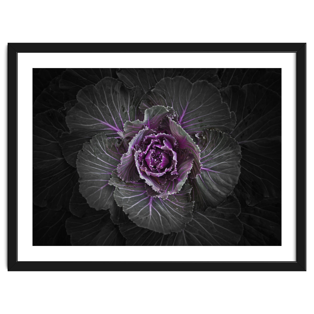 Backyard Flowers No 108 Color Version