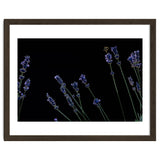 Honeybee and lavender thumbnail