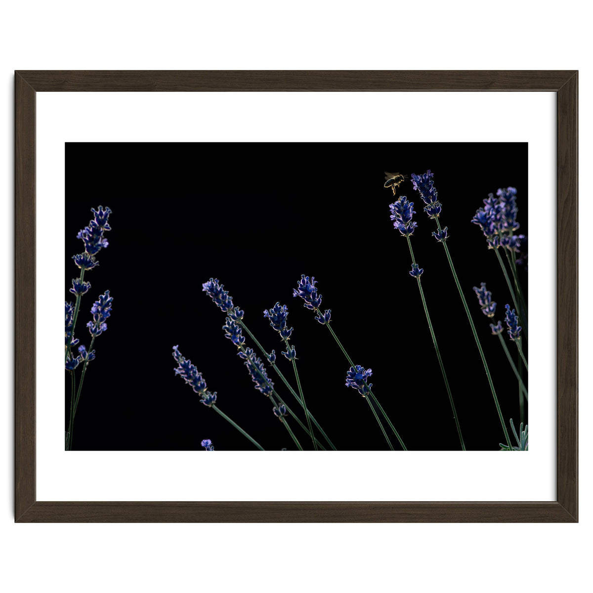 Honeybee and lavender