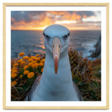 Albatross Bird With Intense Gaze By The Sea thumbnail