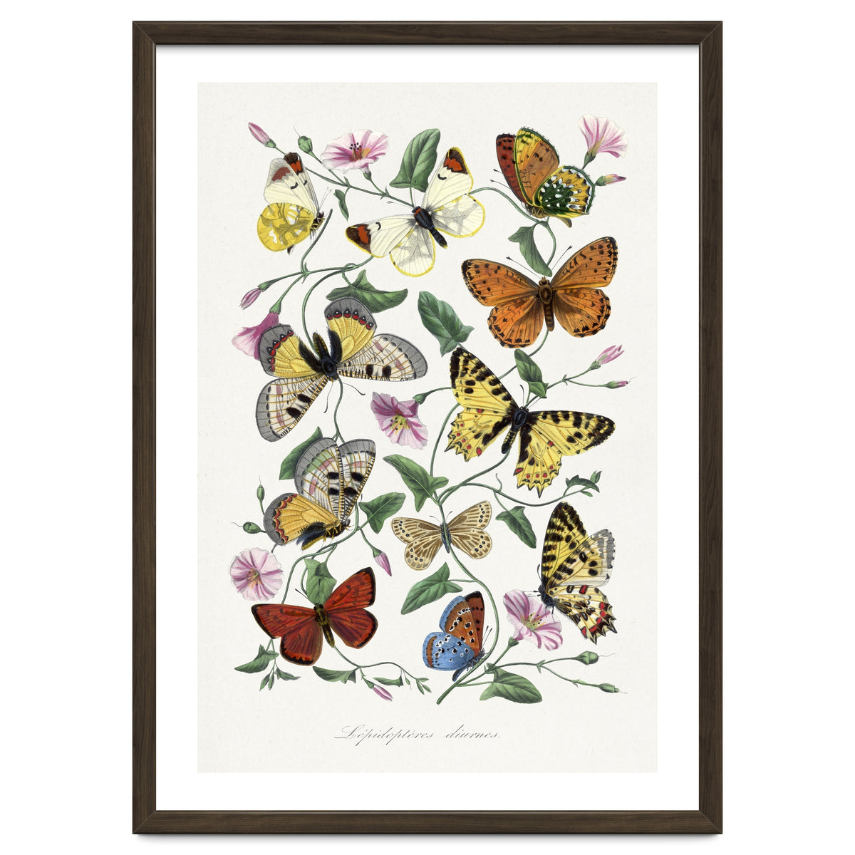 Paul Gervais – Butterfly and Moth Natural History Illustration (1842)