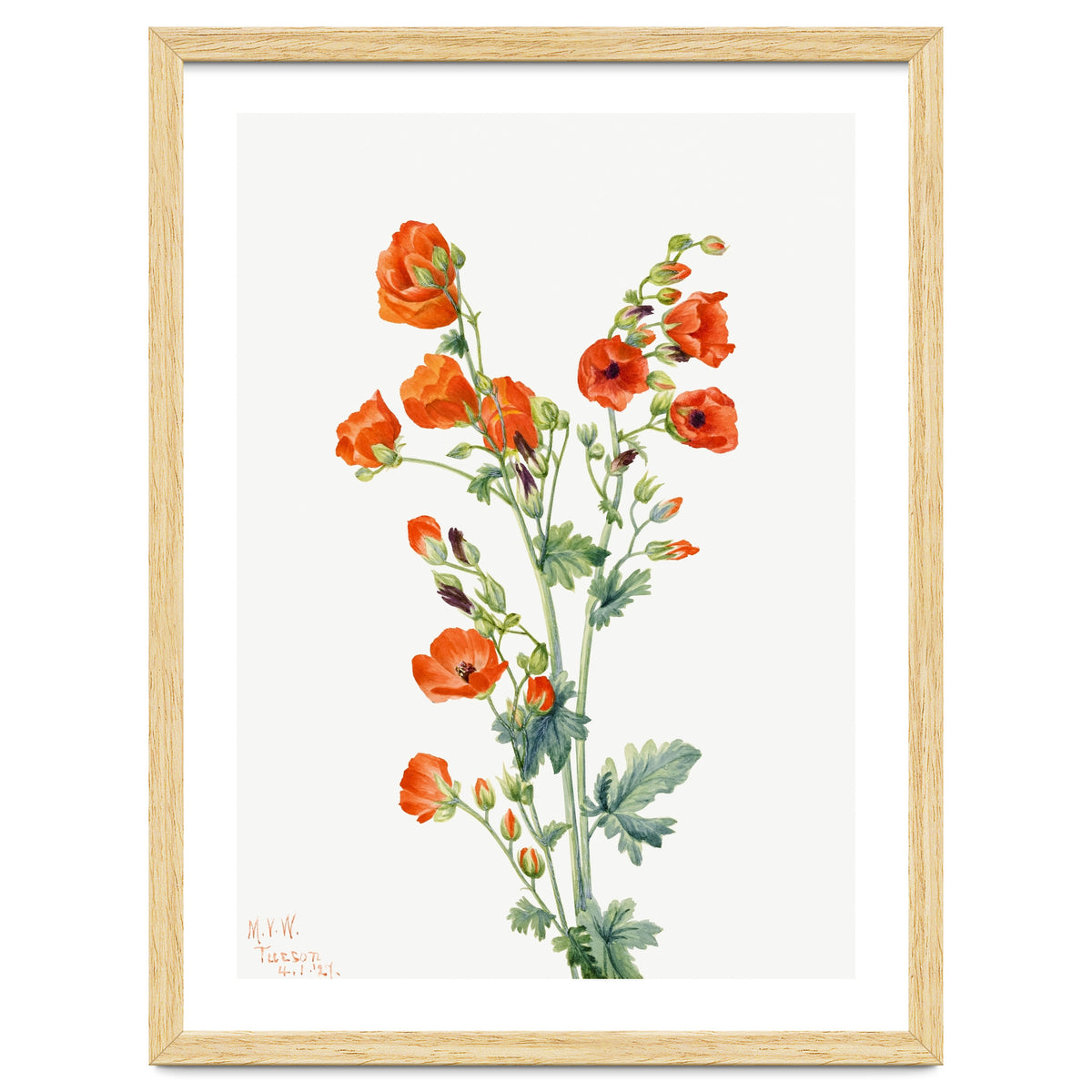 Mary Vaux Walcott – Scarlet Globe Mallow (Sphaeralcea grossulariaefolia) (1927)