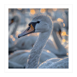 Majestic Swan Close Up With Water Droplets (Print Only) thumbnail