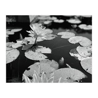 Lotus Pond | Black & White Landscape (Print Only)