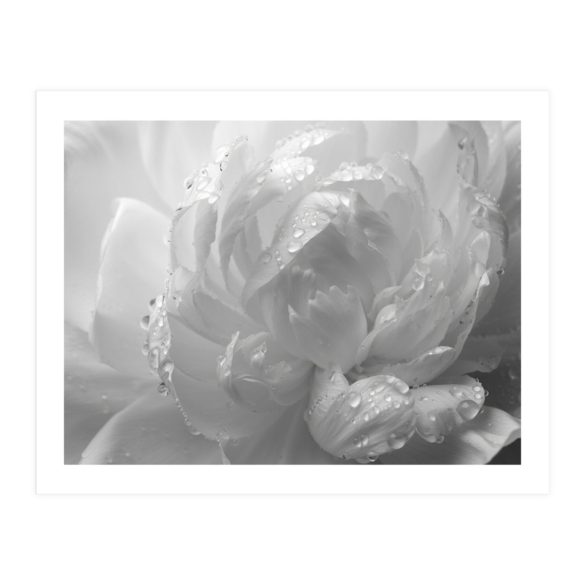 Ethereal Monochromatic Peony Petal Macro (Print Only)