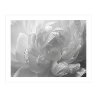 Ethereal Monochromatic Peony Petal Macro (Print Only)