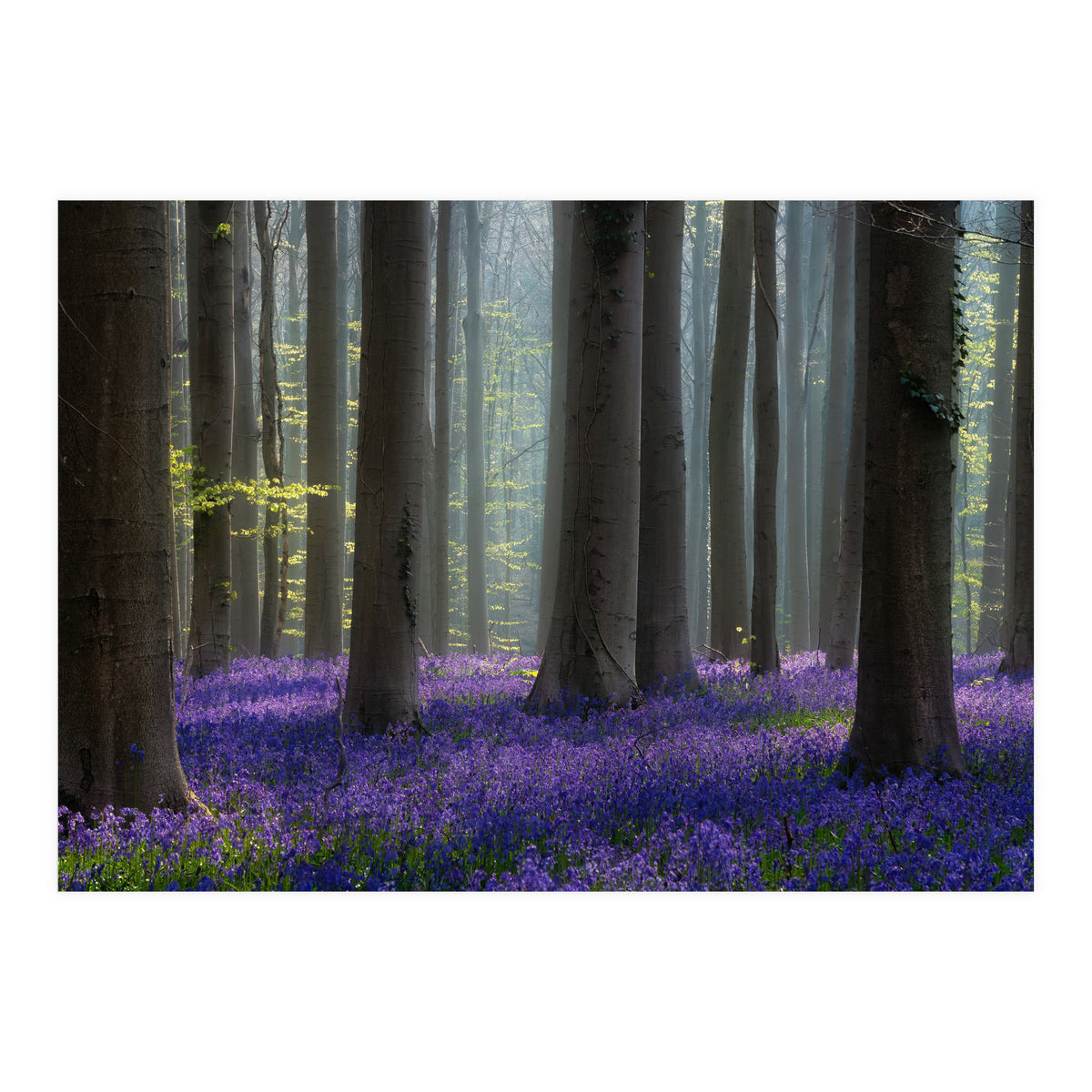 Bluebell forest (Print Only)