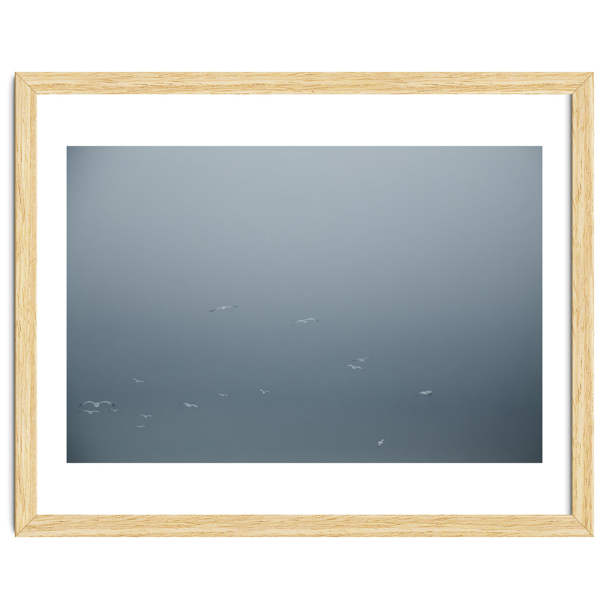 Flying Segulls in thet winter sky