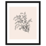 Acacia Botanical illustration thumbnail
