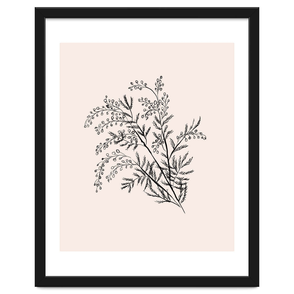 Acacia Botanical illustration