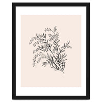 Acacia Botanical illustration