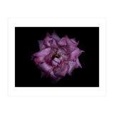 Backyard Flowers No 111 Color Version (Print Only) thumbnail