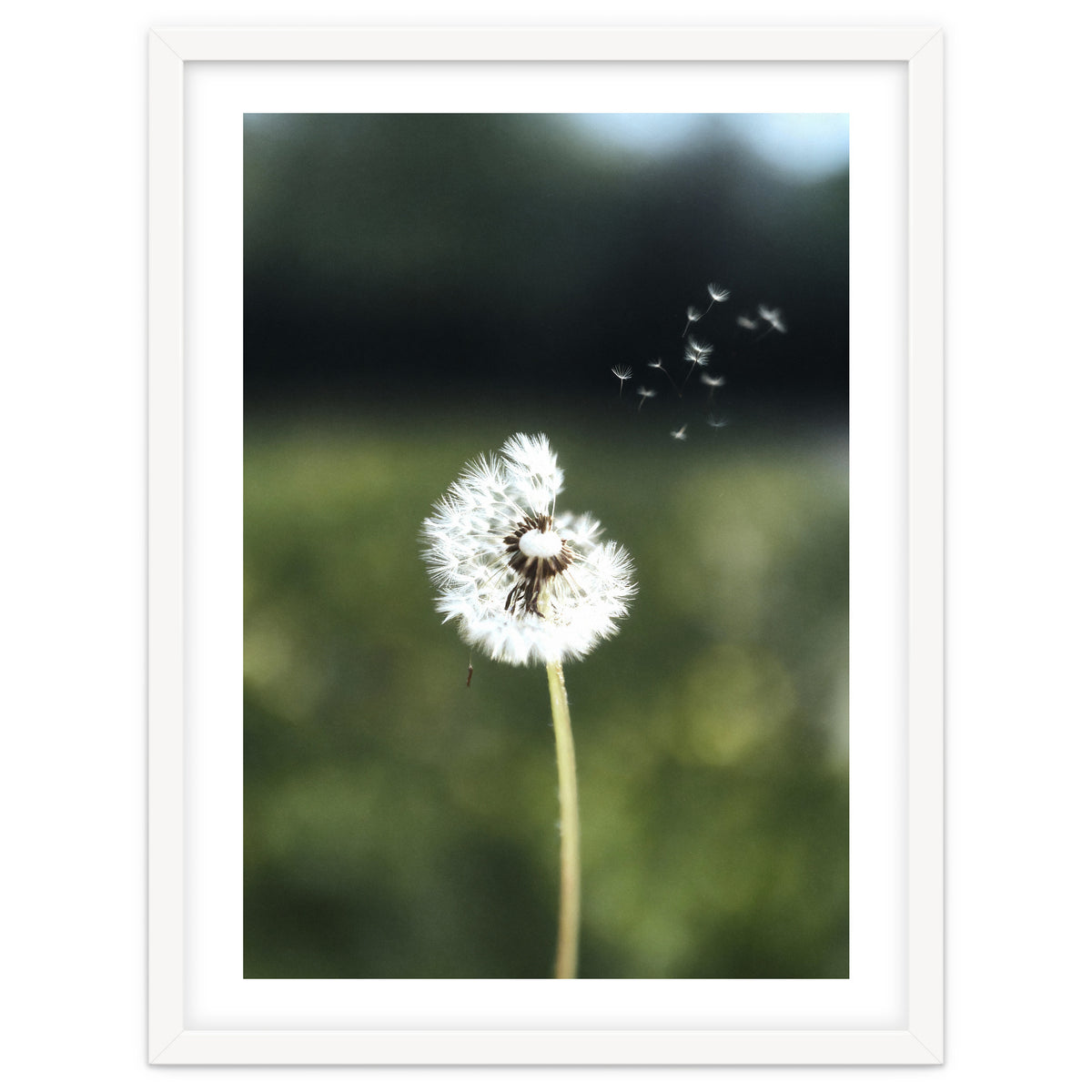 Dandelion Wish Photography