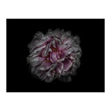 Backyard Flowers No 118 Color Version (Print Only) thumbnail