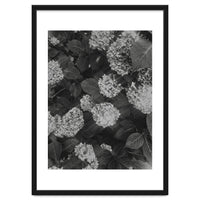 Hydrangeas | Black & White Portrait