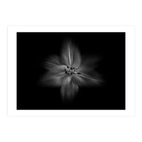 Backyard Flowers In Black And White No 28 Flow Version (Print Only)