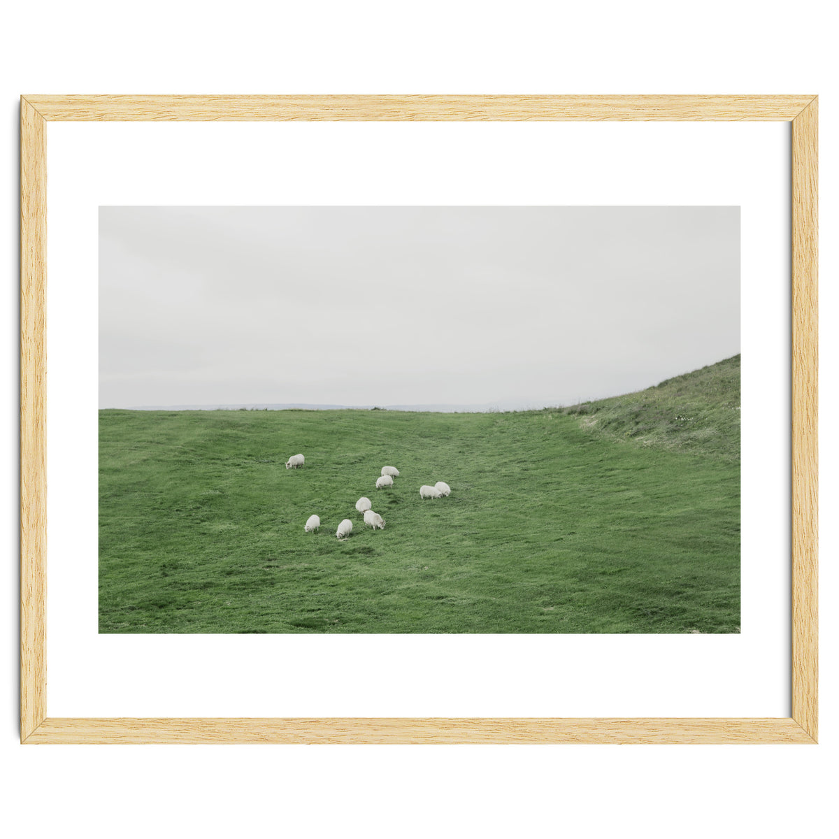 A flock of Sheep in the Green Hill - Iceland