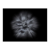 Backyard Flowers In Black And White No 66 Flow Version (Print Only) thumbnail
