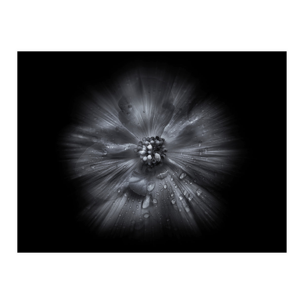 Backyard Flowers In Black And White No 66 Flow Version (Print Only)