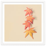 Maple In Pastel thumbnail