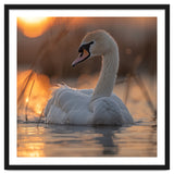 Majestic Swan Swimming At Sunrise Serene Water thumbnail