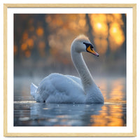 Beautiful Swan Floating On Water At Sunset