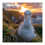 Albatross Bird On Grassy Cliff At Sunset (Print Only) thumbnail