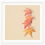 Maple In Pastel thumbnail