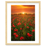 Poppies At Sunset thumbnail
