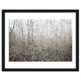 Lost in the birch forest thumbnail