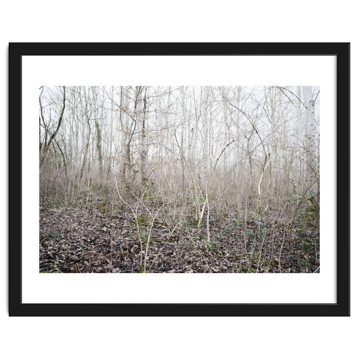 Lost in the birch forest