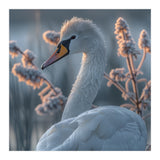 Swan Portrait Dew Drops Morning Light (Print Only) thumbnail