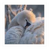 Close Up Of A Swan Covered In Frost And Dew (Print Only) thumbnail