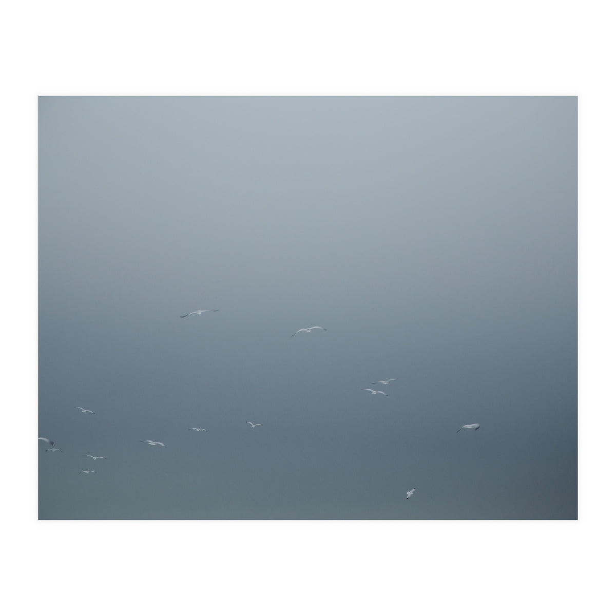 Flying Segulls in thet winter sky (Print Only)