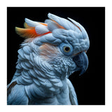 Close Up Of A Cockatoo Parrot Head (Print Only) thumbnail