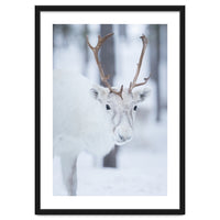 White Reindeer