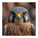 Close Up Kestrel Falcon Bird Portrait Majestic (Print Only) thumbnail