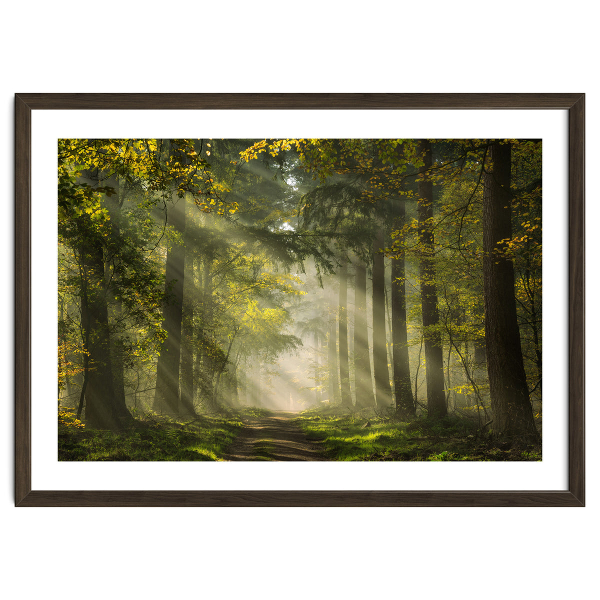 Sunrays in a Dutch forest