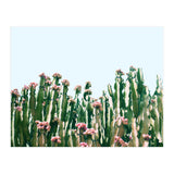 Blush Cactus #society6 #decor #buyart (Print Only) thumbnail